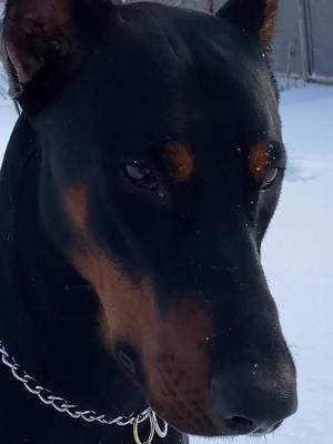 A post by @dobermantor on TikTok caption: Я тебя вижу👀                                              инcт: dober.mantor