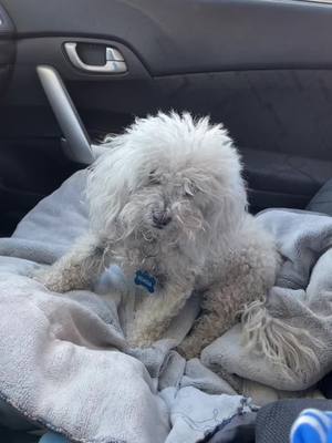 A post by @wolfwarrior33 on TikTok caption: This old man got a spa day 🥰 Gone from dirty mop to handsome doggo #simbadoggo #dog #cleandog