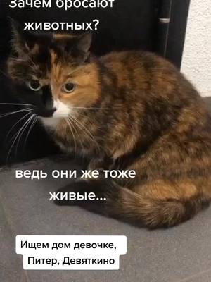 A post by @priut_bestfriends_spb on TikTok caption: #приютдляживотных #бездомныеживотные #собака #питер #животное #кот #tiktok #помощьживотным