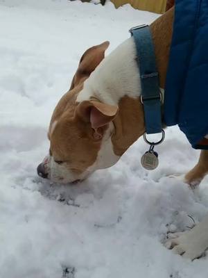 A post by @serla001 on TikTok caption: Ginger loves eating the snow silly girl