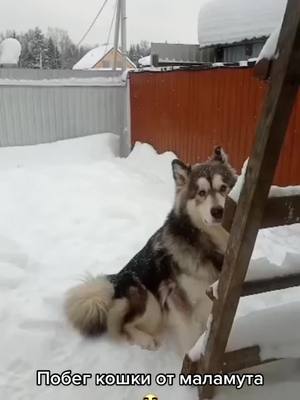 A post by @malamute09 on TikTok caption: В конце как обыяно виноватый взгляд🥸