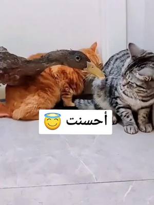 A post by @khalil2g on TikTok caption: #viral #animals #fypシ