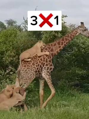 A post by @khalil2g on TikTok caption: #viral #animals #fypシ