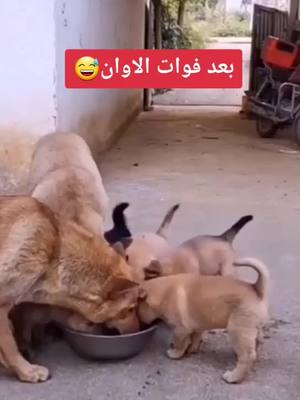 A post by @khalil2g on TikTok caption: #viral