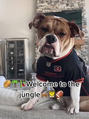 A post by @fionathebeabull on TikTok caption: #Bengals #fyp#dog#cute #chiefs #puppy#beabull #beabullgang #fionathebeabull #nfcchampions #cartokhub#dogsoftiktok #viral #pls #sports #funny #footbal