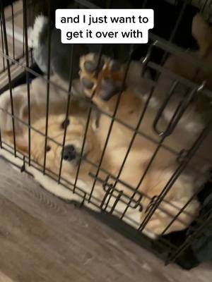 A post by @maples.golden.life on TikTok caption: This jail thing is not half bad tbh. #dogsoftiktok #cratetraining #puppy #goldenretriever #funny @coconutisgolden