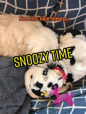 A post by @vickipatrick0208 on TikTok caption: While I’m busy cleaning their space, they check out the big dogs beds.  #cute #puppy #goldenretriever #fyp #dogsoftiktok