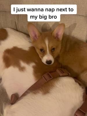 A post by @jammycorgi on TikTok caption: #corgi #corgipuppy #corgisoftiktok #puppy #corgisdoingthings