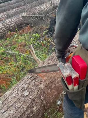 A post by @zacharykintzley on TikTok caption: #pnw #timberfaller #oregon #fyp