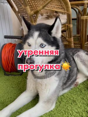 A post by @haskirokki on TikTok caption: как вам такие видео?🤪#рек #хаскирокки #рекомендации #популярное #подпишись #влог #прогулка