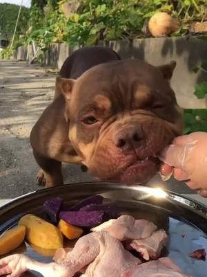 A post by @qwtyi906 on TikTok caption: #anmialsounds #dog today's food