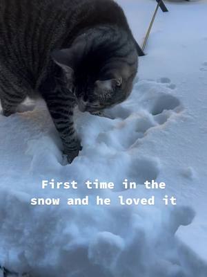 A post by @nabe3bs on TikTok caption: Snowcat #cat #nyc #snow #edit #tiktok