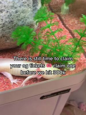 A post by @pickletheaxolotl on TikTok caption: Claim your og ticket 🎟 !#fyp #foryou #famous #blowthisup #SimsSelves #axolotl #cute #pet #viral #likeitup #follow #like #actives #bubblestheaxolotl