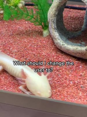 A post by @pickletheaxolotl on TikTok caption: Any ideas? !#fyp #foryou #famous #blowthisup #SimsSelves #axolotl #cute #pet #viral #likeitup #follow #like #actives #bubblestheaxolotl