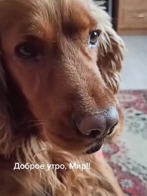 A post by @evgeniya_cocker46 on TikTok caption: Подпишись❤Доброе утро, мир! #даниэль #историяпитомца #золотыеспаниели #рекомендации