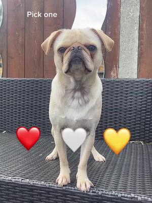 A post by @budsthepug on TikTok caption: #fyp ☺️