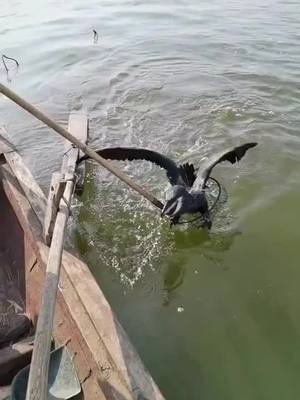 A post by @kcl024 on TikTok caption: #osprey #bird #eagle #cormorant #fyp #fypシ