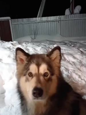 A post by @malamute09 on TikTok caption: Ты просто злишься🙂