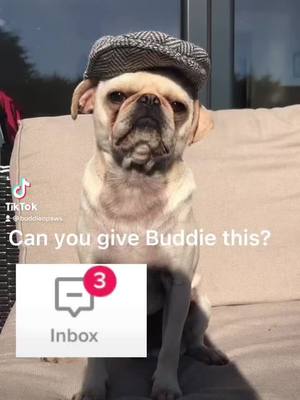 A post by @budsthepug on TikTok caption: #tiktokpoll #fyp