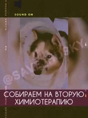 A post by @save_husky on TikTok caption: 4 февраля у #save_райдер  вторая химиотерапия! Нужна финансовая помощь! #хаски #спастисобак #huskylife #онкологияизлечима #лимфома #adoptdontshop #husky