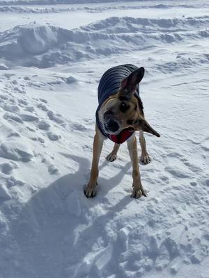 A post by @jack_the_gsd on TikTok caption: How does he not get a concussion? #germanshepherd #gsd #germanshepherdsoftiktok #PetsOfTikTok #canadianwinter