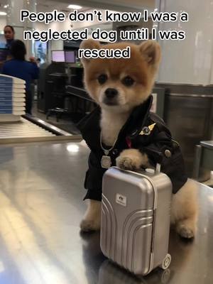 A post by @bentleythepomofficial on TikTok caption: Yes rescues can become famous too #fy #rescue #fyp #pomeranian #travel #foryoupage #vacation