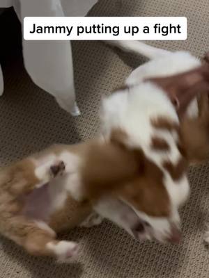 A post by @jammycorgi on TikTok caption: Jammy putting up a fight #corgi #corgipuppy #corgisoftiktok #puppy #puppylove