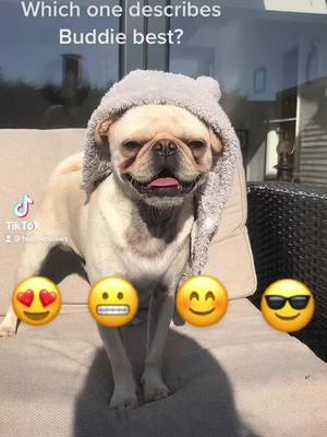 A post by @budsthepug on TikTok caption: ❤️ #fyp