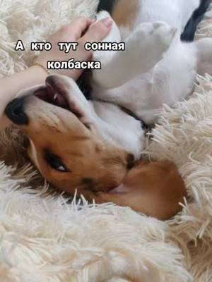 A post by @beaglejesse on TikTok caption: #бигль #dogtiktok #beaglelife #beagle #dog #dogblog #бигльщенок #beaglepuppy #бигльмосква #tiktok #бигльлюбовьмоя #beaglefriends #бигль #beagles