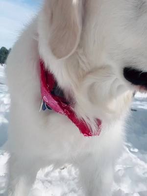 A post by @abby_thegolden_doggo on TikTok caption: I’m on top of the world 🏔 🌎 ❄️ #fyp #snow #dog #cutie