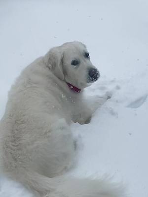 A post by @abby_thegolden_doggo on TikTok caption: Snow storms= free food 🙌 ❄️ 👅 #snow #yum #doggo 🐶