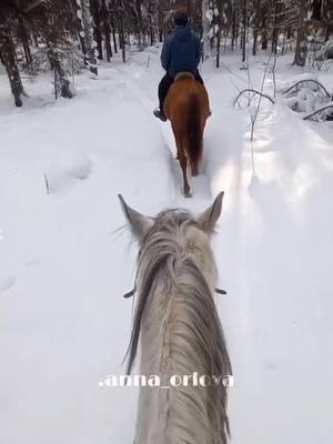 A post by @.anna_orlova on TikTok caption: зимний лес - настоящая сказка ❄️🤍#рекомендации #популярное #лошали #лес #зима #прогулка #сказка #конник #коннаяпрогулка #конныйспорт #for #horse