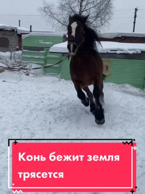 A post by @kk_one_dream on TikTok caption: Дури больше , чем веса😬 ух и весело же будет его в упряжь заезжать 🙈 #владимирскийтяжеловоз #богатырскийконь #коньогонь #конникипоймут #жеребец #батя #конныебудни