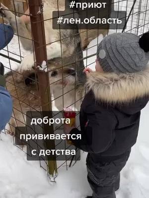 A post by @priut_bestfriends_spb on TikTok caption: #помощьживотным #tiktok #животное #питер #бездомныеживотные #приютдляживотных #собакаулыбака #собака #кот #приютдлябездомныхживотных