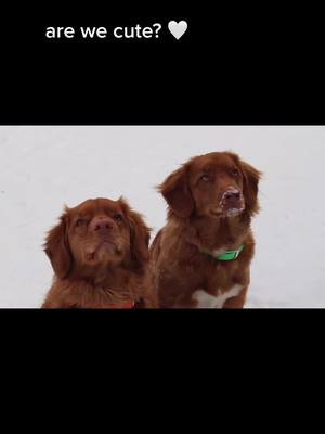 A post by @mypuppyliv on TikTok caption: hi guys!! #ducktollers #puppy #MACChallengeAccepted #GetTheWChallenge #xyzbca #toller #foryoupage #fyp #foryou