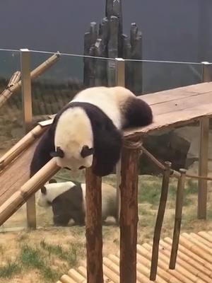 A post by @petswei9 on TikTok caption: #panda #animal #squabby #lovely #naughty #foryou #fyp