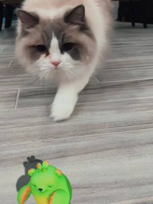 A post by @tyrionandkhalishow on TikTok caption: I think my cat can see the #littlegreenbear