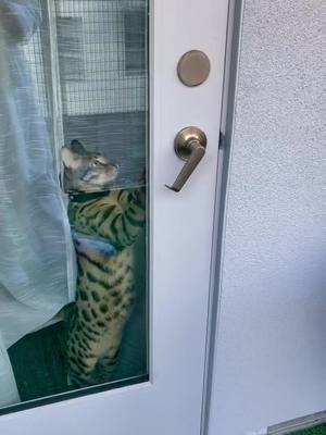 A post by @antonychase1 on TikTok caption: They said you can do whatever you set your mind to #catdooropener #doorcat #catnoir