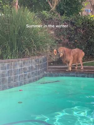 A post by @goldenoliversmom on TikTok caption: When it’s 80 in February you swim 💦.  #fyp #fypシ #california #socal #waterdog #summerinwinter #goldenretriever #goldenretrieverlife #dogsofttiktok