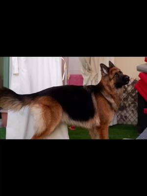 A post by @_storm_the_kingshepherd_ on TikTok caption: 𝑳𝒆𝒕𝒔 𝒑𝒍𝒂𝒚 -2 𝒕𝒓𝒖𝒕𝒉𝒔 1 𝒍𝒊𝒆 𝒂𝒃𝒐𝒖𝒕 𝒖𝒓 𝒅𝒐𝒈(𝒔) 𝒊𝒏 𝒕𝒉𝒆 𝒄𝒐𝒎𝒎𝒆𝒏𝒕𝒔 #foryou #edit #reverse #dogs #gsd #trend #viral