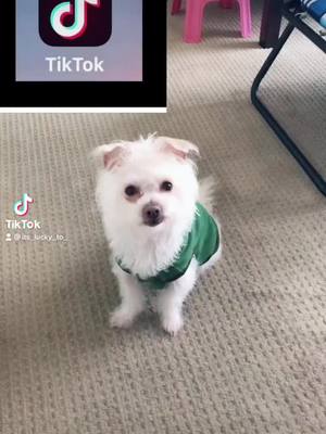 A post by @its_lucky_to_ on TikTok caption: :( ? #its_lucky_to_ #fypシ #viral #foryoupage #cute #puppy #hola