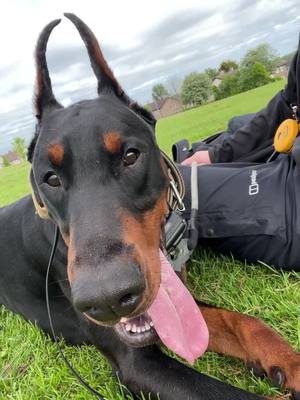 A post by @princethedobe on TikTok caption: Possibly the best video I’ve made to date #doberman #europeandobermann #yatrickya #ireland #SuperBowl #filmtok