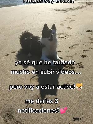 A post by @drako_el_perro on TikTok caption: ya estoy de vuelta!💕💕