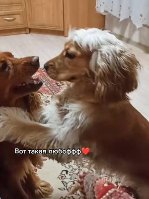 A post by @evgeniya_cocker46 on TikTok caption: Подпишись❤#веселовместе #собачники #dogs #историяпитомца #даниэль #Николь