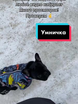 A post by @monty.di on TikTok caption: Гуляете без поводка? Часто? 🙃#французикМонт #послушнаясобака #дрессировка #воспитаниесобак #рек #моясобакамояжизнь #догвтикток #французскийбульдог