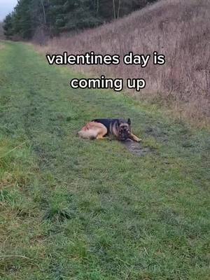 A post by @germanshepherdrosie on TikTok caption: want to be my valentine? ❤ #nowacceptingapplications  #ValentinesDay #valentinesdate #valentines #gsd #germanshepherd #ukdog #dogsofttiktok #funnydogs #dogtok #puptok #doglife #dogmoments #dateapplications