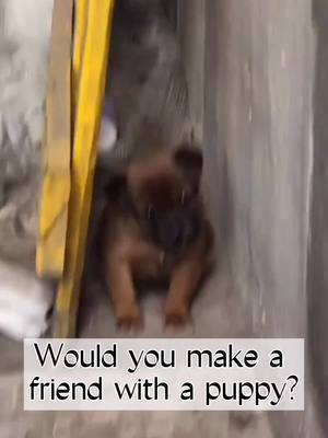 A post by @petypppyu on TikTok caption: I think nobody will say “No”#puppy #dogsofttiktok #fyp #puppylove