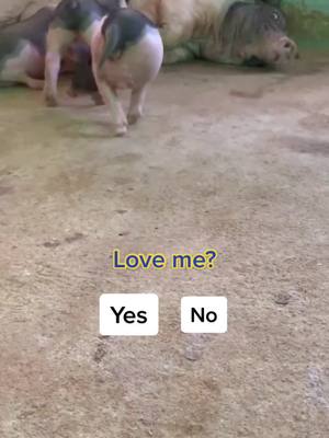 A post by @animalworld_us on TikTok caption: #vdongzc #pig