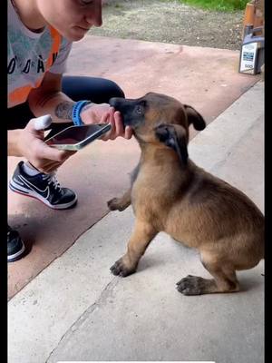 A post by @dineman14 on TikTok caption: Mon gros #malinois #bebe #chiot #pourtoi