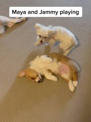 A post by @jammycorgi on TikTok caption: Maya and jammy playing #puppylove #corgi #corgipuppy #corgisdoingthings